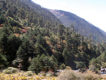 Pine forest