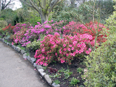 Flowers in park
