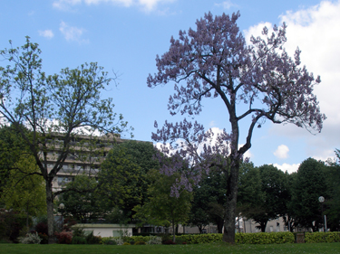 Blossom