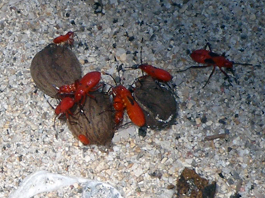 Red insects