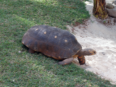 Giant tortoise