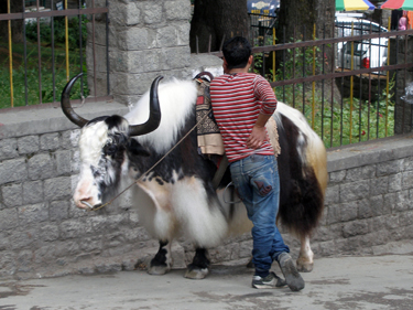 Yak