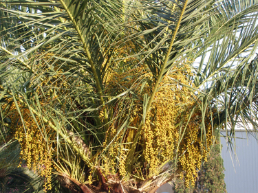 Dates growing