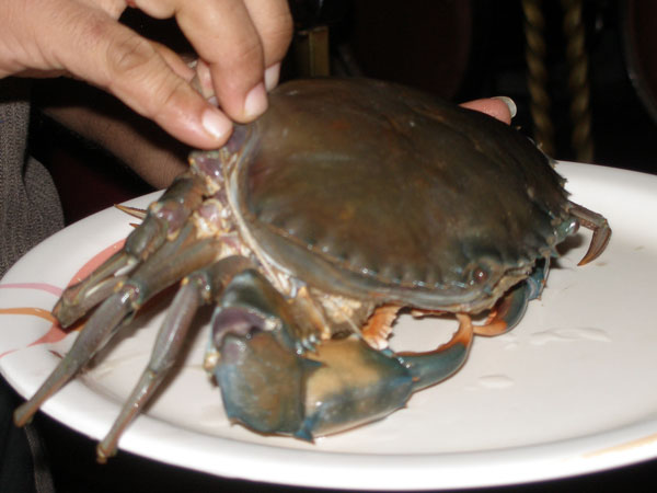 Live crab