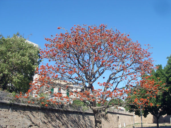Colourful tree