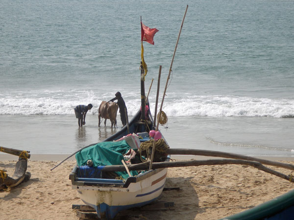 Cow being washed in the sea