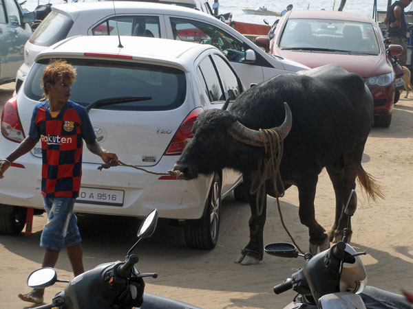 Water buffalo