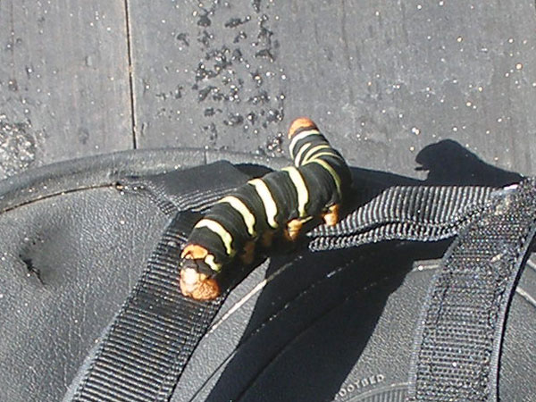 Large caterpillas