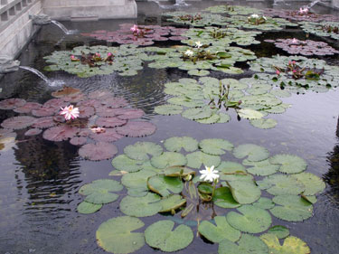 The lotus ponds at Chi Lin nunnery
